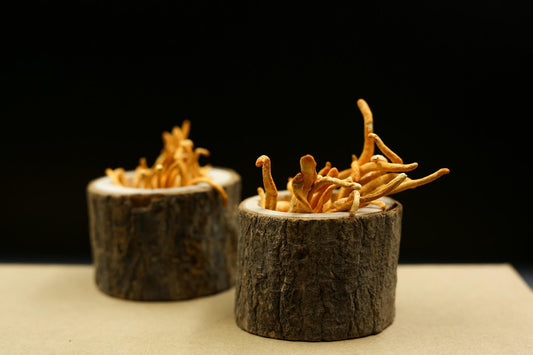 Why Cordyceps Sinensis Costs $20,000 a Kilogram (and the Cheaper Way to Get the Studied Compound)