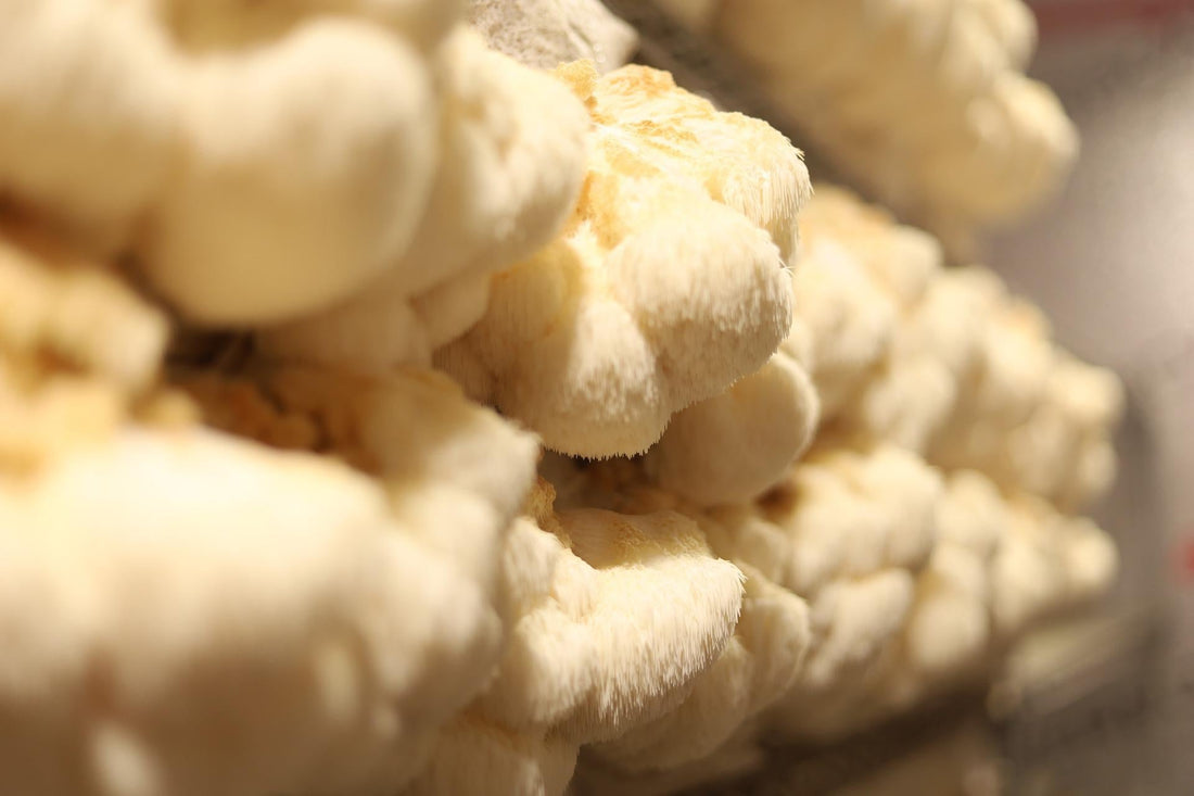 Mushroom Extract vs Powder: What's Actually the Difference?