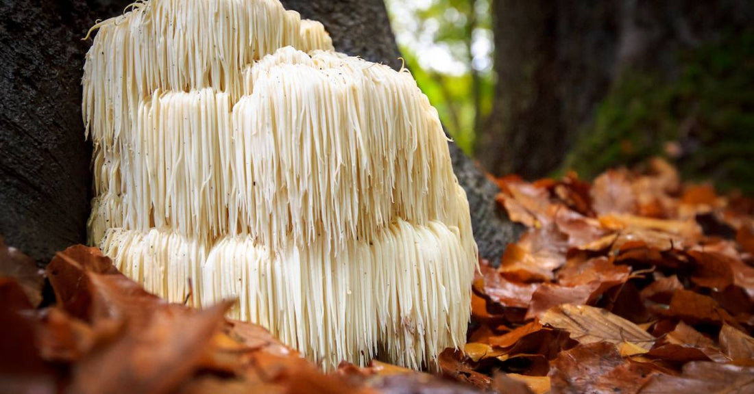 What Do Functional Mushrooms Actually Do? Lion's Mane and Cordyceps, Explained