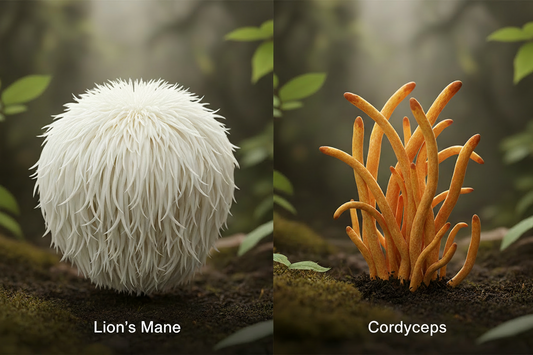 Lion's Mane vs. Cordyceps